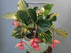 -精德口腔·种植修复·儿牙中心(财富中心店)