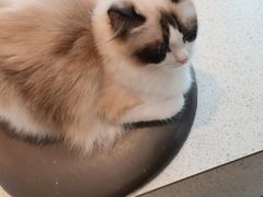 -飞行喵MR PILOT|猫舍·猫咖(静安大融城店)