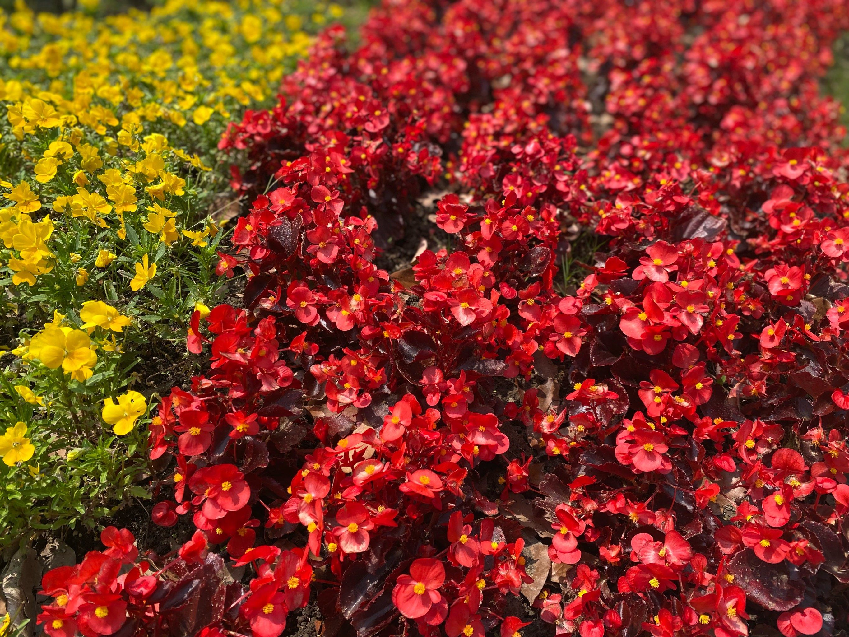 姹紫嫣红是春天