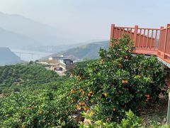 奉节脐橙-双福水果批发市场
