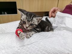 -美联众合动物医院·24h京西诊疗中心