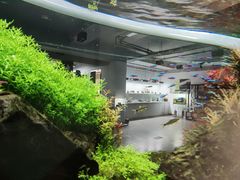 -ADA自然水景世界