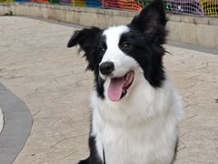 -帕帕拉兹宠物(亚洲旗舰店)