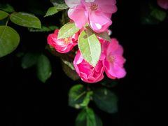 -悦见花开·花园里的火锅·露营·下午茶