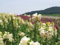 -径山花海