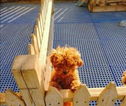 -萌宠亲子动物乐园(槐房万达店)