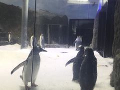 -悉尼海洋生物水族馆