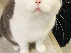 -猫儿山۰猫主题餐厅