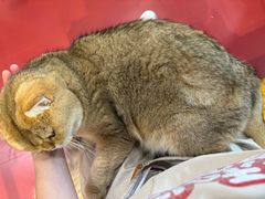 -和它·交个朋友·狗咖猫咖(爱琴海店)