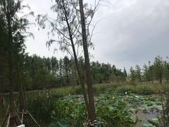 -昆山城市生态森林公园