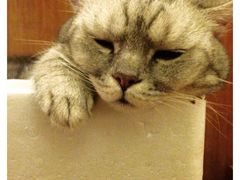-猫色咖啡·猫咖