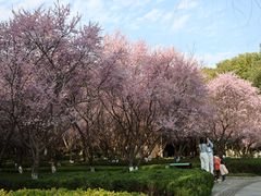 -桐乡植物园