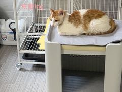 -瑞派长江宠物医院·猫科·外科·24小时夜护(谊城公寓分院)