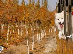 -超宠爱宠物摄影-Super pet