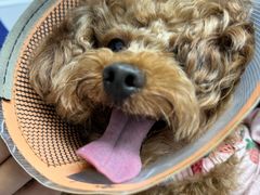 -宠物星动物医院·眼科·异宠·猫科(江南大道总院)