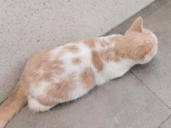 -飞行喵MR PILOT|猫舍·猫咖(静安大融城店)