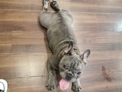 -柯斗斗主题餐厅·狗咖·围炉煮茶·茶饮(国瑞升平里店)