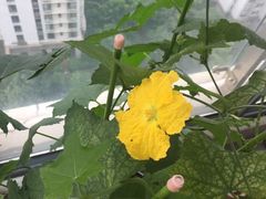 -新湖明珠城