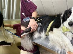 -美联众合动物医院·24h转诊中心