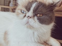 -平行世界·猫咖(首经贸店)