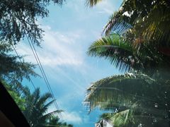 -东郊椰林