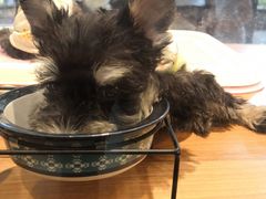 -小尾巴宠物店(万科·金域华庭店)