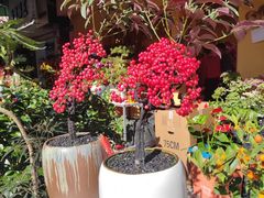 -溪岸路花鸟市场