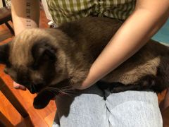 -猫小院猫主题咖啡厅(北锣店)