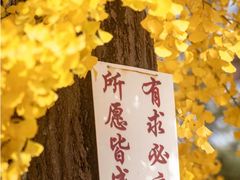 -上海青龙寺