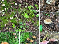 -天龙八部武侠城