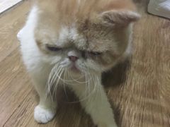 -猫色咖啡·猫咖