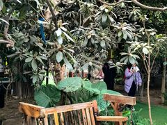 -呀路古热带植物园