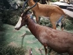 -陕西自然博物馆