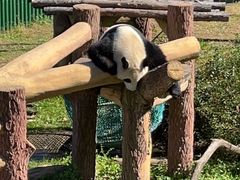 -沈阳森林动物园