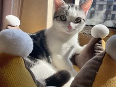 -欣宠猫屋·矮脚拿破仑·蓝金金渐层