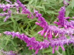 -昆山城市生态森林公园