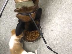 -安安宠医·安宠宠物医院