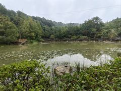 -铁山坪森林公园