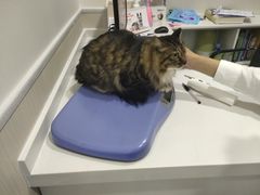 -佳怡动物医院·平价24小时·猫专科骨外科
