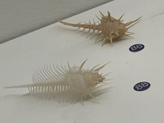 -青岛贝壳博物馆