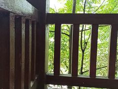 -铁山坪森林公园