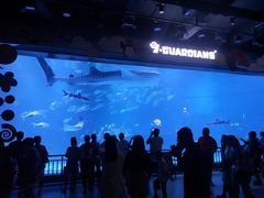 -烟台海昌鲸鲨海洋公园