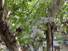 -蝶舍·MAISON PAPILLON