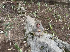-黔灵山公园