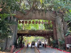 -西双版纳原始森林公园