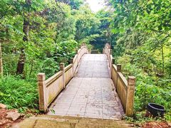 -铁山坪森林公园