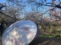 -香雪海