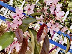 -长白岛森林公园