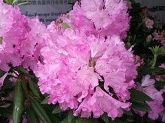 -深圳仙湖植物园