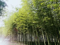 -陈家山荷花公园